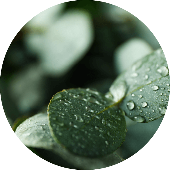 Natural ingredients with water drops